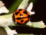 Variable Ladybird - Ladybird species | CHIAMAIAS JISHEBI | ჭიამაიას ჯიშები